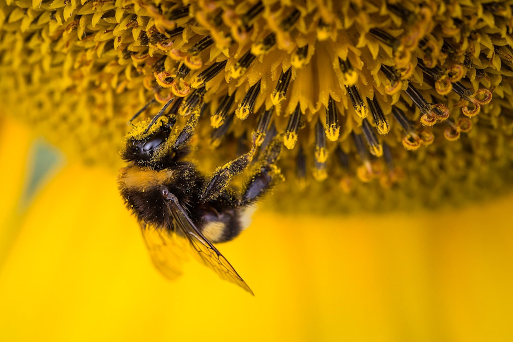 good-bee-sostenibilita